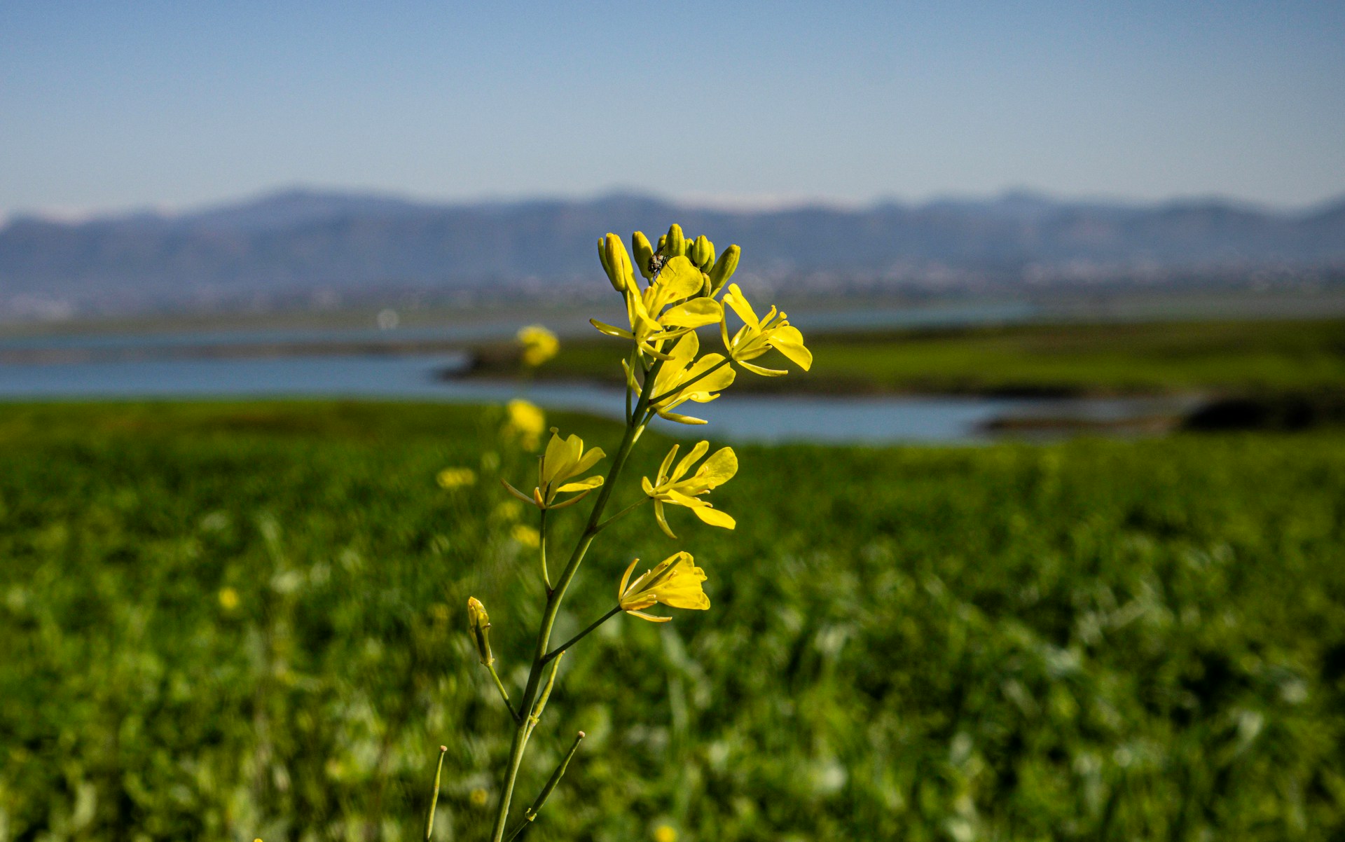Yellow wildflowers in focus with a blurred coastal landscape and mountains in the background. | Photo by Zaraq Iqbal on Unsplash