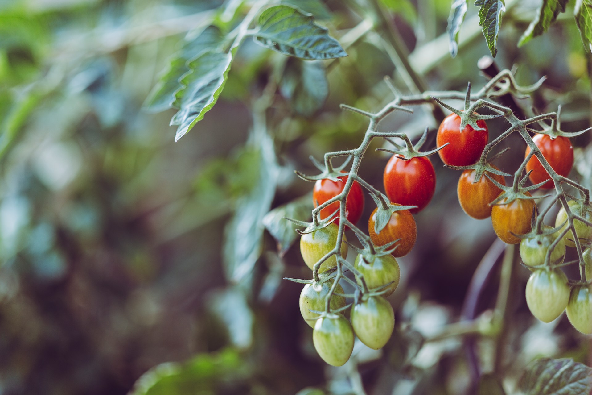 Ripening cherry tomatoes on a vine with a blurred leafy background. | Photo by Markus Spiske on Unsplash