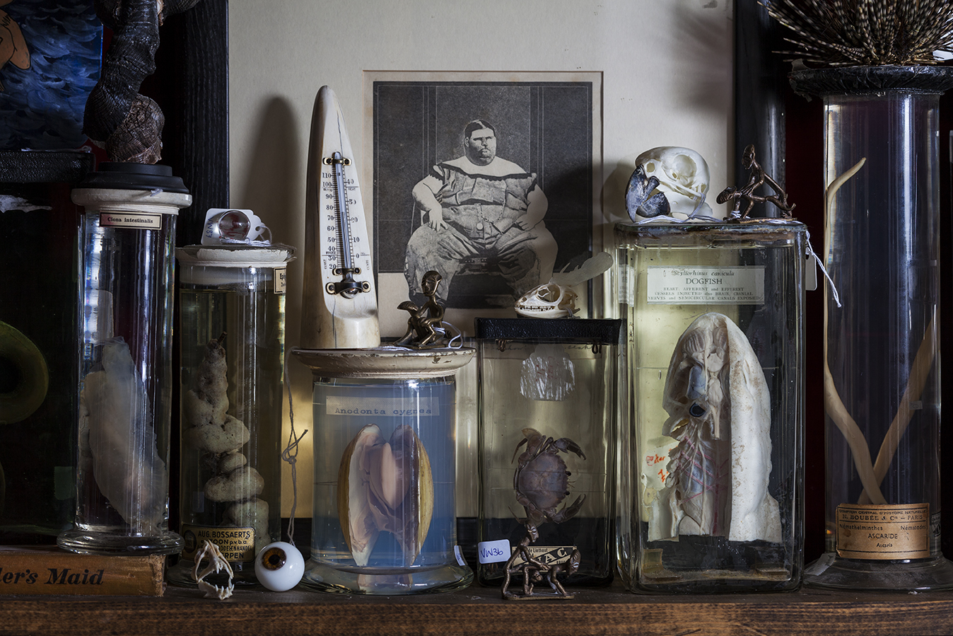 A collection of vintage specimens in jars and figurines on a shelf. | Oskar Proctor, The Viktor Wynd Museum