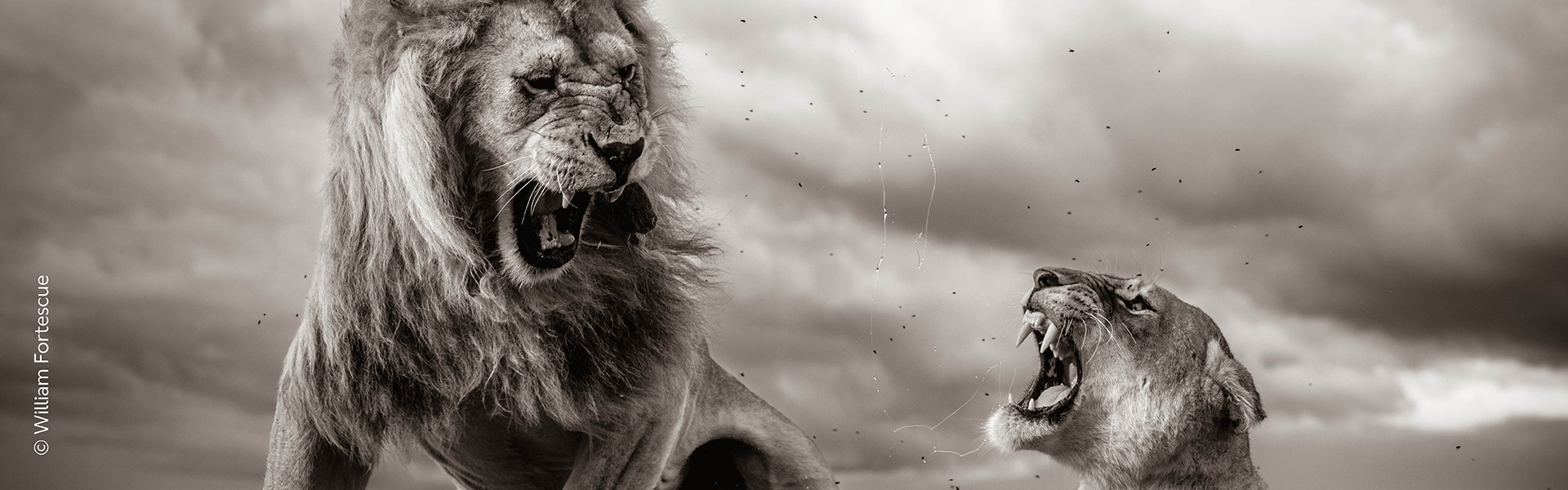 Black and white image of two lions roaring, with saliva and dark sky background.