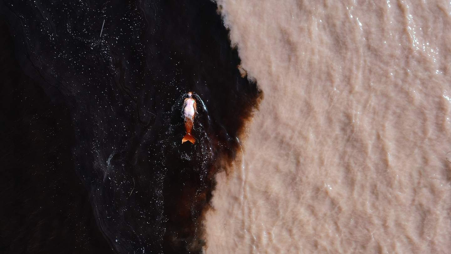 Two shaded sea and a fish in it | The Board of Trustees of the Tate Gallery, 2025