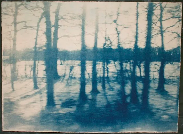 Blurred blue-toned image of leafless trees casting shadows on a snowy landscape, evoking a serene, wintery atmosphere.