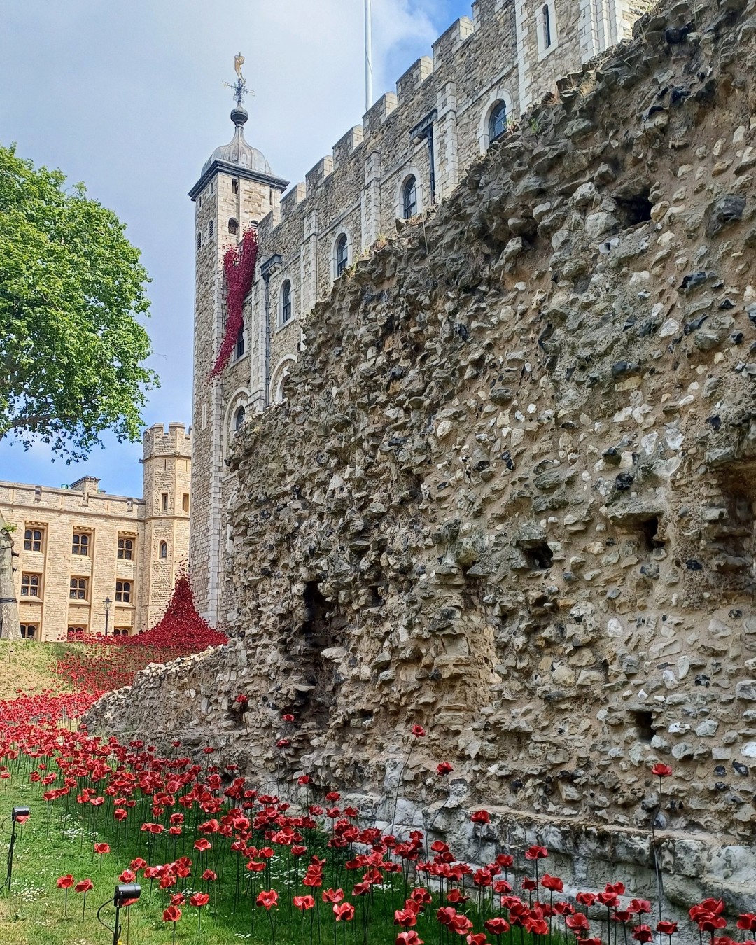 The Tower of London backdrop features vibrant red poppies in bloom against ancient stone walls under a bright blue sky.