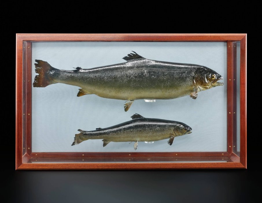 Two mounted fish specimens displayed in a glass case, one larger than the other, showcasing their details against a neutral background.