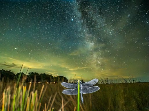 A translucent dragonfly perched on a blade of grass under a starry sky with the Milky Way and soft, colorful clouds in the background.