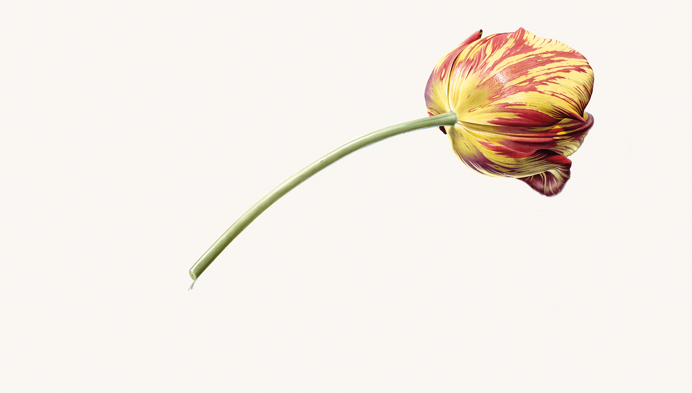 A vibrant tulip with yellow and red stripes gracefully bends on a pale background, showcasing its delicate petals and green stem.