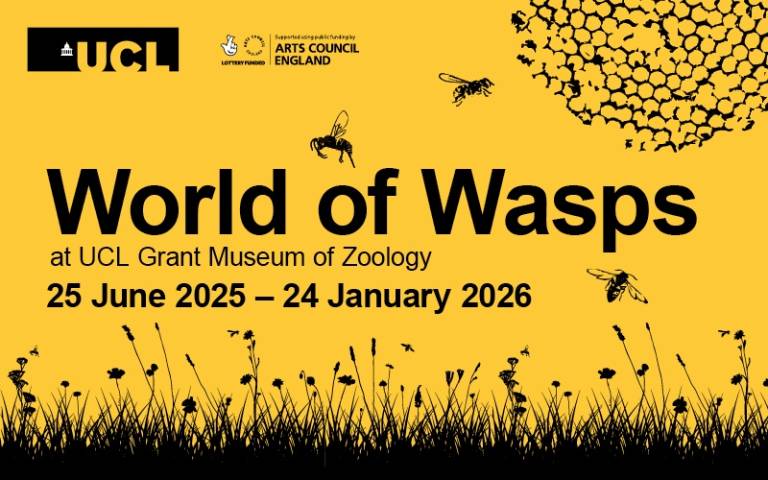 Event poster for "World of Wasps" exhibition at UCL Grant Museum of Zoology, June 25, 2025 - January 24, 2026, on yellow background.