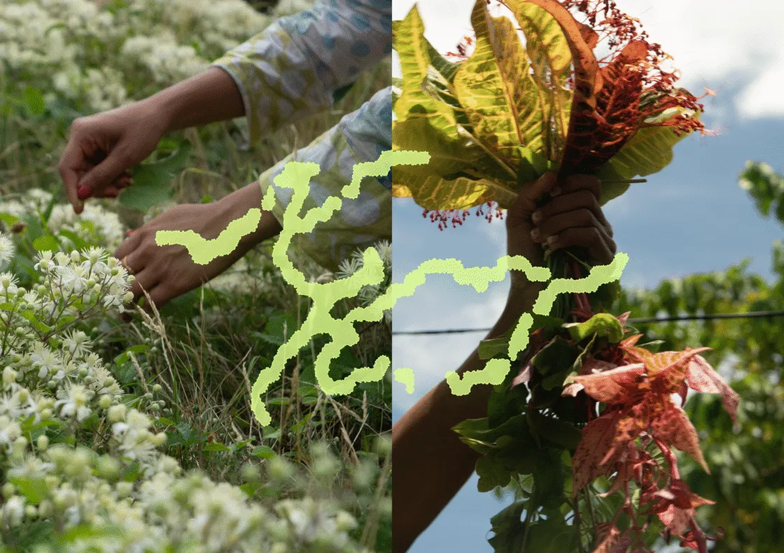 A collage featuring a person picking flowers in an outdoor setting, surrounded by plants and leaves under a clear sky, dressed in casual clothing.