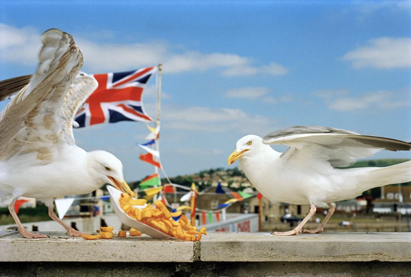 A couple of seagulls are seen eating french fries on a beach, surrounded by a clear sky and fluffy clouds. | 2025 Rocket