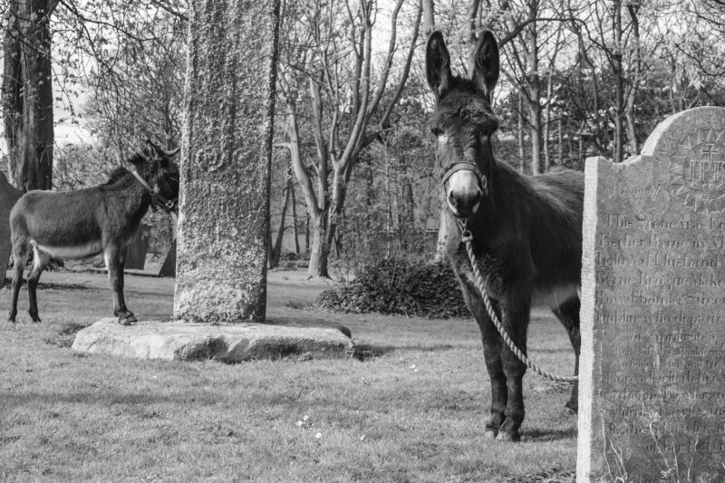 A donkey tied to a fence with trees in the background, standing on the ground covered in grass. The image is in black and white.