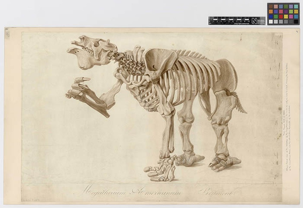 Illustration of a skeleton of a dog, side view, with detailed anatomical features labeled.
