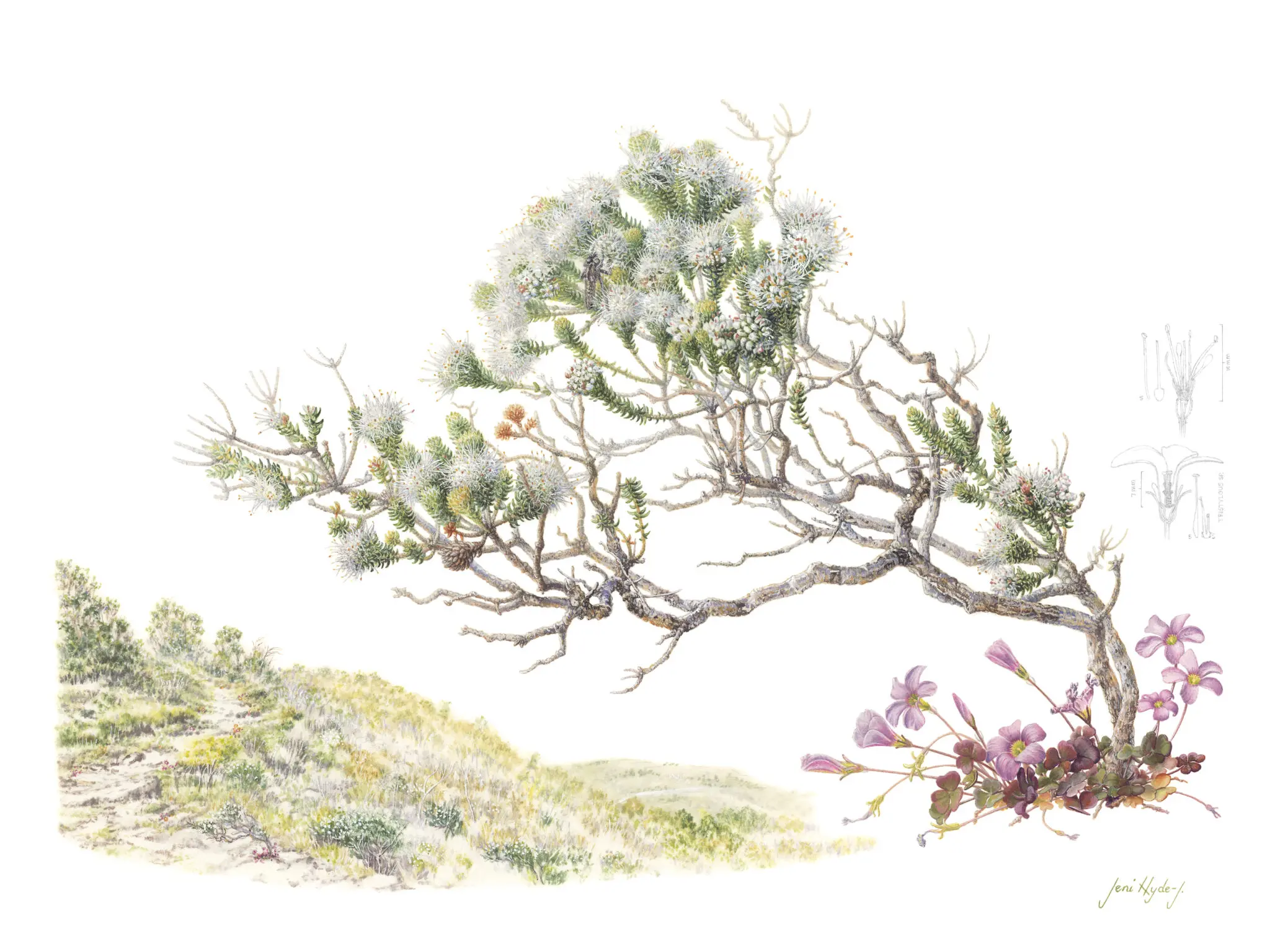 A detailed watercolor illustration of a twisted tree with sparse foliage and delicate purple flowers at its base, surrounded by a landscape that suggests rolling hills or terrain in the background.