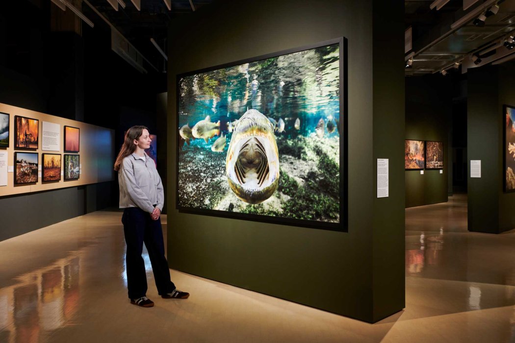 A person standing in an art gallery, admiring a large photograph of underwater scenery featuring a close-up of a fish. The gallery has multiple artworks displayed on the walls.