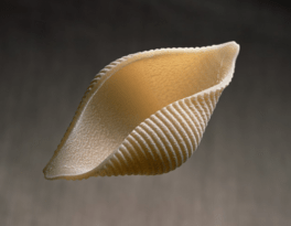 A single conch shell with a creamy beige color, featuring a smooth surface and ribbed texture, floating against a blurred background.